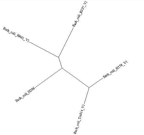 Newick Formatted Species Tree